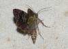 232484 – Photo : Hazel West – France (17)